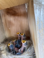 Baeolophus atricristatus