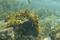 Sparisoma chrysopterum