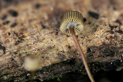 Mycena picta