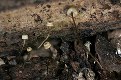 Mycena picta