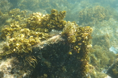 Sparisoma chrysopterum