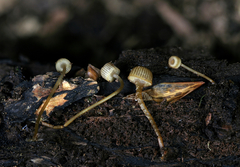 Mycena picta
