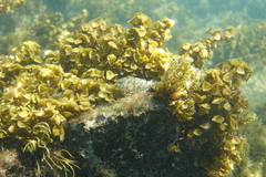 Sparisoma chrysopterum