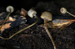 Mycena picta