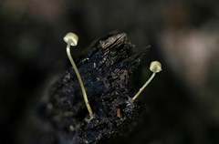 Mycena picta