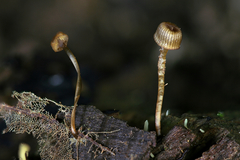 Mycena picta
