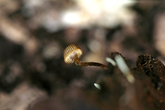 Mycena picta