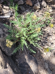 Lomatium eastwoodiae