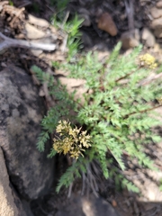 Lomatium eastwoodiae
