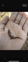 Desmognathus aeneus