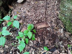 Mycena picta