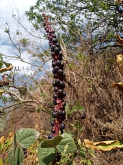 Phytolacca icosandra