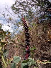 Phytolacca icosandra