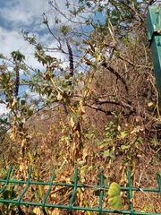 Phytolacca icosandra