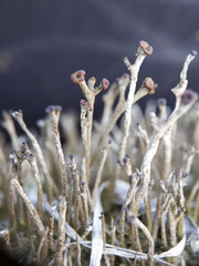 Cladonia rei