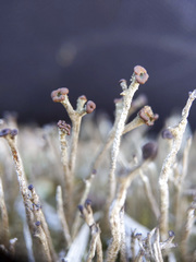 Cladonia rei