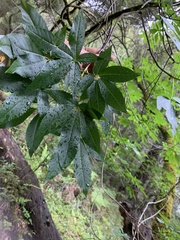 Aesculus californica