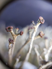 Cladonia rei