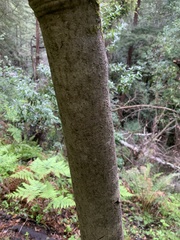 Aesculus californica