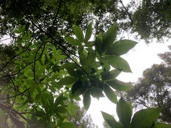 Aesculus californica