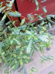 Phyllanthus niruri