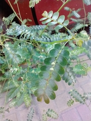 Phyllanthus niruri