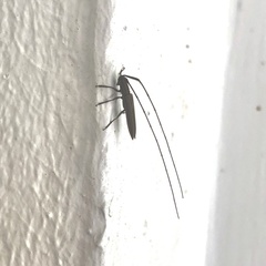 Hippopsis lemniscata