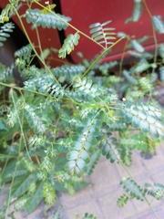 Phyllanthus niruri
