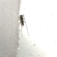 Hippopsis lemniscata