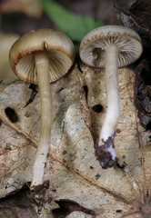 Clitocybe subditopoda
