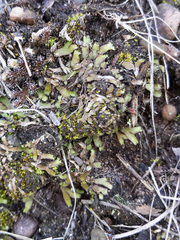 Mannia fragrans
