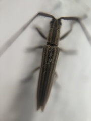 Hippopsis lemniscata