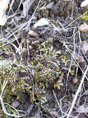 Mannia fragrans