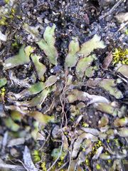 Mannia fragrans