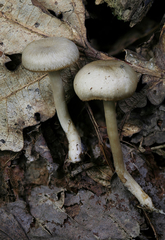 Clitocybe subditopoda