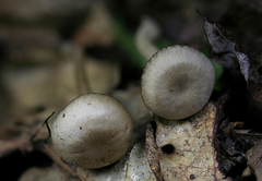 Clitocybe subditopoda