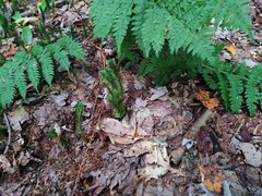 Clitocybe subditopoda