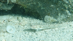 Coryphopterus venezuelae