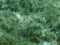 Coryphopterus dicrus