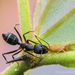 Indian Black Ant - Photo (c) Somu Mukho, some rights reserved (CC BY-NC), uploaded by Somu Mukho