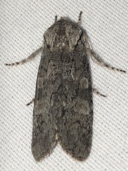 Psaphida electilis