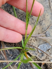 Carex meadii