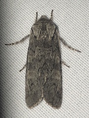 Psaphida electilis