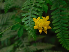 Lotus corniculatus corniculatus