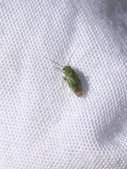 Miridae