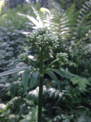 Valeriana officinalis sambucifolia
