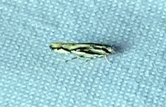 Melanocinclis lineigera