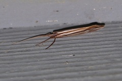 Psychoglypha bella