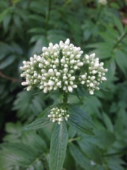 Valeriana officinalis sambucifolia