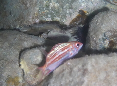 Neoniphon vexillarium